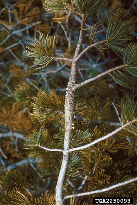 White Pine Blister Rust Cronartium Ribicola