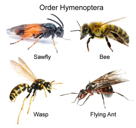 A Perfect Guide On How To Identify Flying Insects