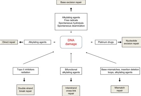 Types Of Dna Damage And Dna Repair Pathways Abbreviation Dna