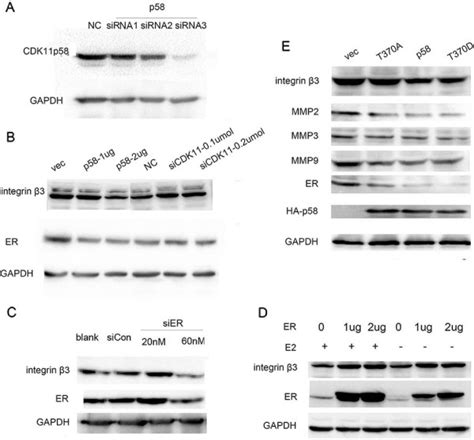 Cdk P Inhibits Cell Motility And Invasion In Er Positive Breast