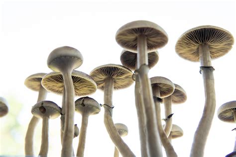 Numinus Legally Culitvates Magic Mushrooms In Canada Psychedelic
