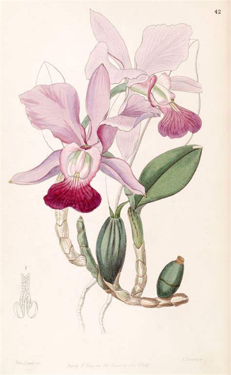 Cattleya Walkeriana Botanical Drawings Orchid Illustration Botanical Illustration