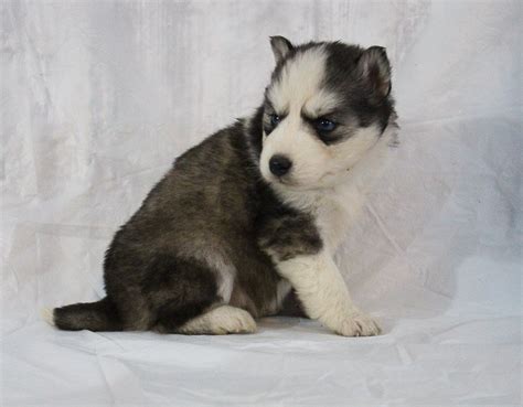 They are newly born puppies. Sophia - a female AKC Siberian Husky puppy for sale in Indiana | VIP Puppies