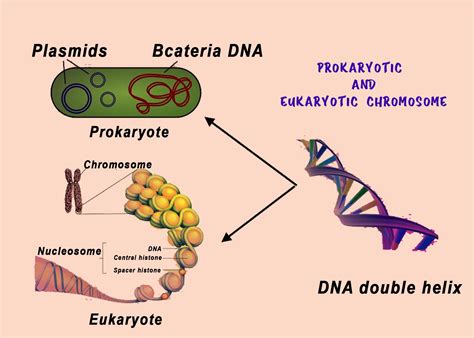 Prokaryotic Chromosome Structure