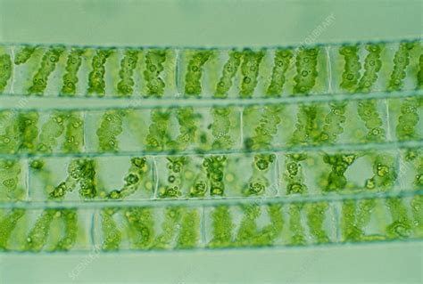 Spirogyra Sp Filamentous Green Alga Lm Stock Image C0321251