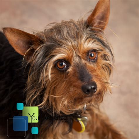 Craigslist PA Pets: Your Guide to Finding a Furry Friend - Radio Okapi