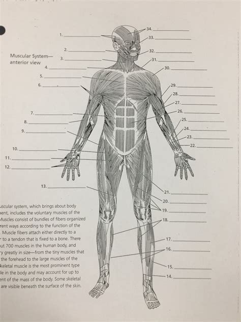 Muscular System Anterior View Diagram Quizlet
