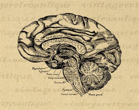 Printable Image Brain Diagram Cross Section Digital Medical Diagram