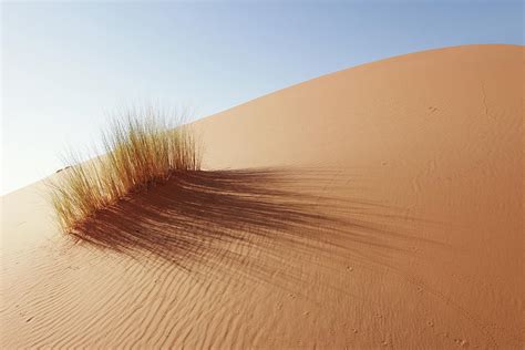 Grass In Sahara Desert Merzouga Photograph By Tunart