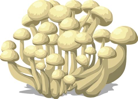 Free vector graphic: Mushrooms, White, Fungus, Fungi - Free Image on png image
