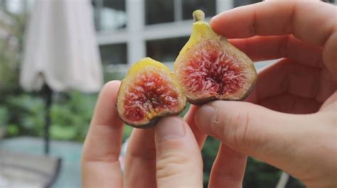 My Best Tasting Varieties Of Figs