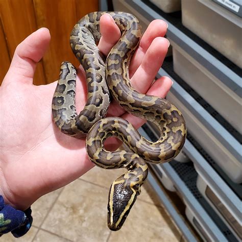 African Rock Python Clutch 2019 Other Pythons Morphmarket Reptile