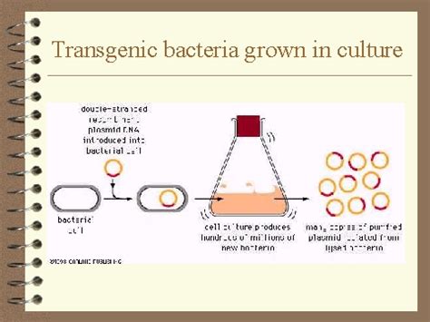 Appl microbiol anthocyanins and condensed tannins in. Transgenic bacteria grown in culture