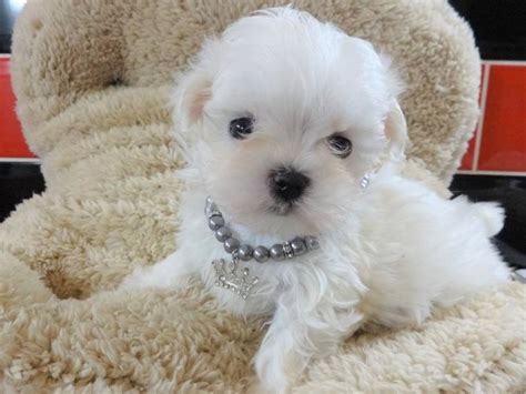 Teacup Maltese Puppy For Free Adoption Johannesburg Gauteng Pets Internet Ads South