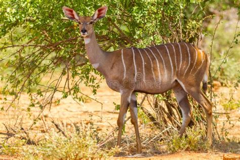 Female Lesser Kudu In The Wild Stock Photo Image Of Ecology Curious
