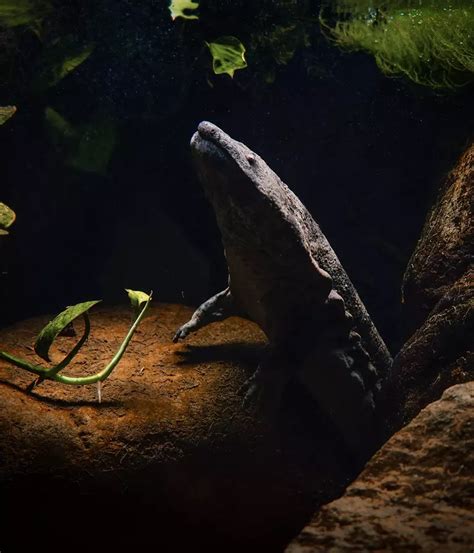 Chinese Giant Salamander London Zoo