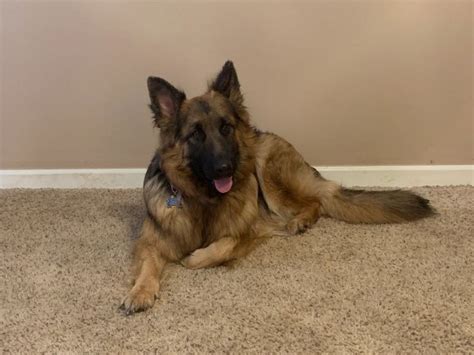 German and czech working lines. Cleveland German Shepherds, German Shepherd Dog Breeder in ...