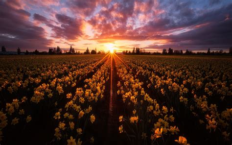 Download Wallpapers Skagit Valley Field With Daffodils Wildflowers