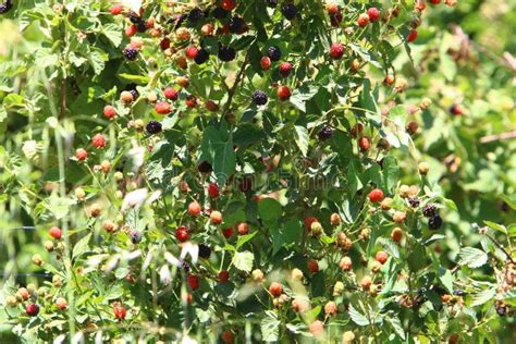 On The Thorny Bushes The Blackberry Ripens Hot Summer In Israel Stock