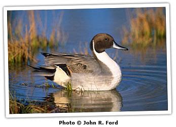 The disease's symptoms had been mild. Avian Influenza | VDGIF