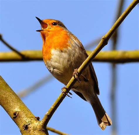 Colorful Garden Colorful Birds British Garden Birdland Robin Bird