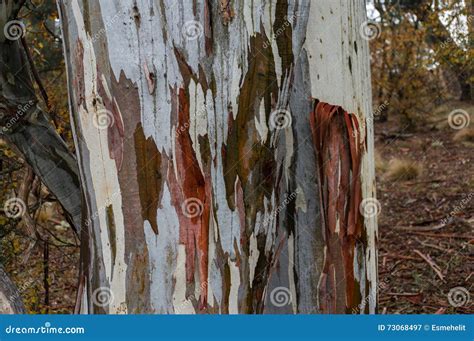 Close Up Of Eucalyptus Tree Trunk Texture Stock Image Image Of Bark