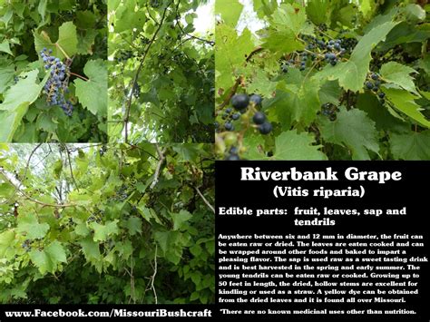 Riverbank Grape Vitis Riparia Horticulture Plantes Grimpantes