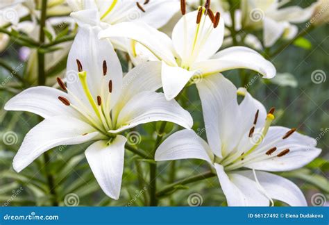 White Lily Flowers In A Garden Stock Photo Image Of T Foliage