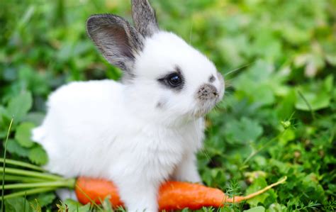 A Baby Rabbit Is Actually Called A Kitten And Other Names