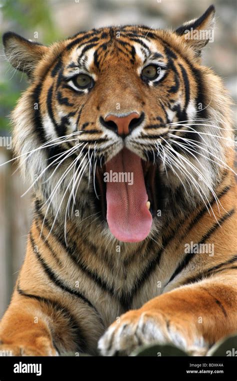 Sumatran Tiger Panthera Tigris Sumatrae Close Up Of Face Mouth Open