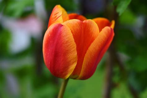 Fotos Gratis Naturaleza Pétalo Florecer Tulipán Jardín Cerca