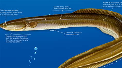 The Mystery Of Eels Infographic All About The American Eel Nature