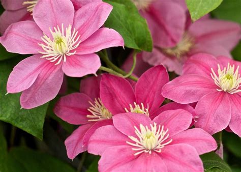 New (later) growth blooms with large pink single flowers marked with a deep rose bar. little mermaid clematis - Google Search | Clematis, Dream ...