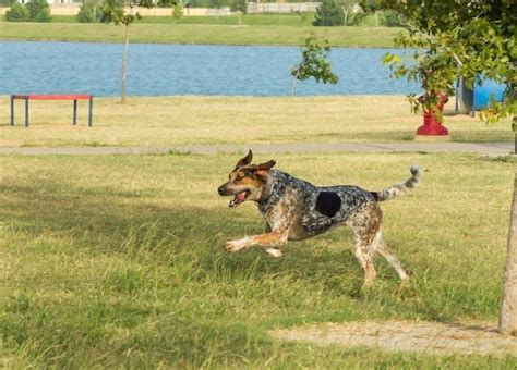 Bluetick Coonhound Learn About The Racoon Hunting Dog