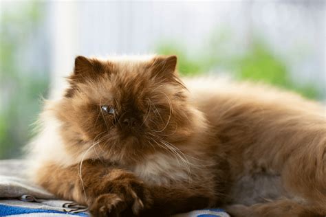 Find local ragdoll in cats and kittens in the uk and ireland. Ragdoll Maine coon | Long Hair Cat breeds | Ragdoll Cat