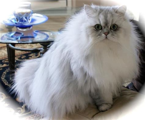 Persian cats are lovely, but chinchilla persians have a look all their own. 330 best Chinchilla Silver Shaded Persians images on Pinterest