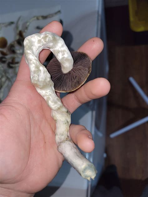 First ever flush, golden teacher, what does it look like ? I am new