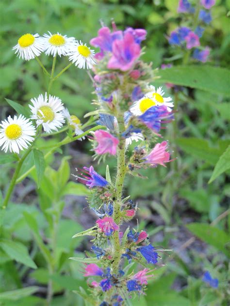 Wildflowers Are Blooming In The Green Grass