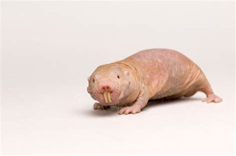 Naked Mole Rat Rare Creatures Of The Photo Ark Official Site Pbs