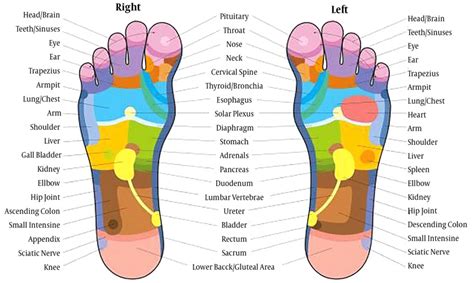 Healthcare Free Full Text Foot Reflexology Recent Research Trends And Prospects