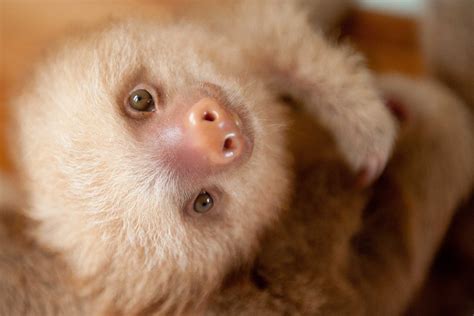 The centre is a lifeline for them as they probably wouldn't have stood a chance if left alone in the wild. Cute Sloth Pictures: Adorable Photos of Sloths | Reader's ...