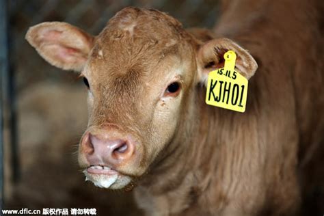 Six Calves Cloned Simultaneously In Henan 1 Cn