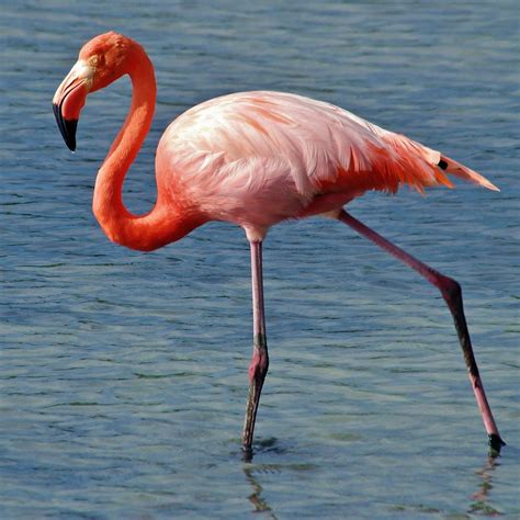American Flamingo (Phoenicopterus ruber) on Rabida Island … | Flickr