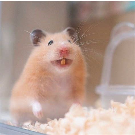 Smiley Hamster Cute Hamsters Hamster Animal Planet