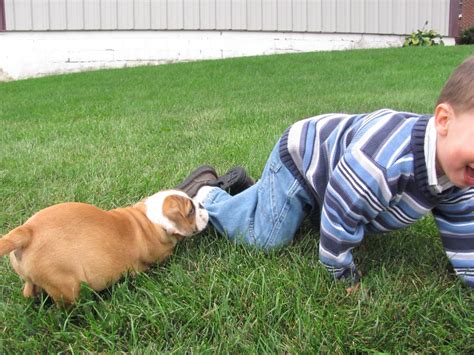 While we require english bulldog ownership experience to volunteer as a foster home, let's talk if you have a passion for the breed and want to help us with your skills. English Bulldog Puppies For Sale | New Holland, PA #211662