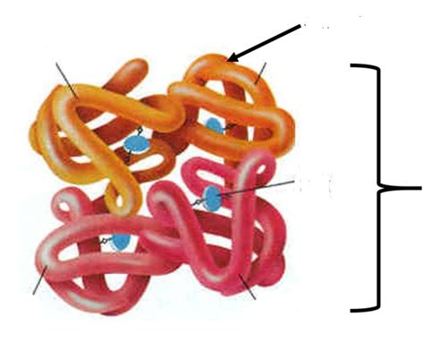 Hemoglobin Molecule Diagram Quizlet