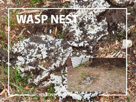 Jim's pest control specialises in residential and commercial pest control services. Wasps | Pest Control Sydney | Castle Hill | Blacktown