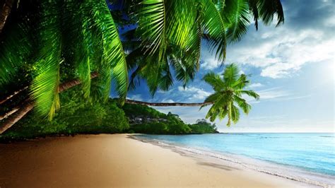 Tropical Landscape Palm Trees Sunshine Beach Coast Sea Sky Blue