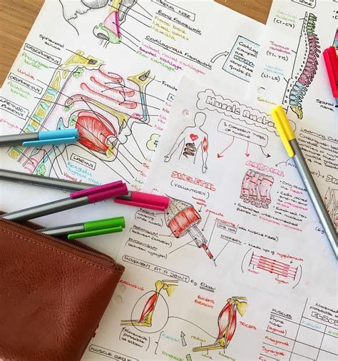 Some Of My Anatomy Notes That Are Included In My Full Hand Drawn Notes