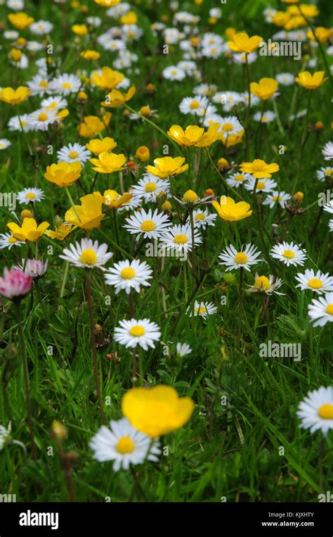 Buttercups And Daisies In Grass Stock Photo Alamy
